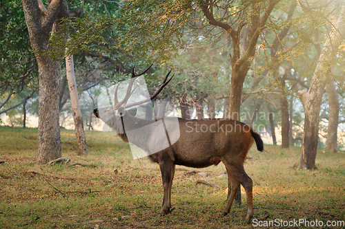 Image of Male sambar Rusa unicolor deer in Ranthambore National Park, Rajasthan, India