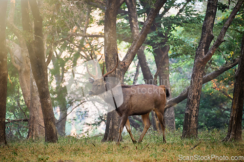 Image of Male sambar Rusa unicolor deer in Ranthambore National Park, Rajasthan, India
