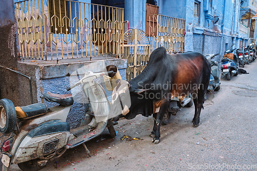 Image of Cow in the street of India