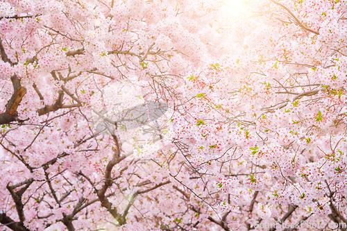 Image of Blooming sakura cherry blossom