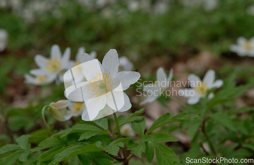 Image of Single flower of Windflower(Anemone nemorosa) closeup