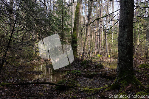 Image of Springtime alder-bog forest