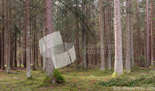 Image of Springtime coniferous forest tree stan in sun