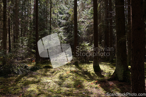 Image of Springtime coniferous forest tree stan in sun