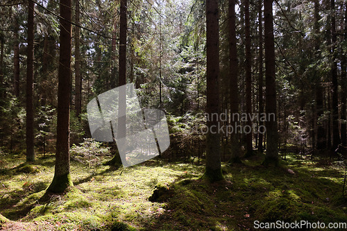 Image of Springtime coniferous forest tree stan in sun