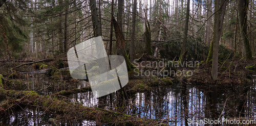 Image of Springtime alder-bog forest