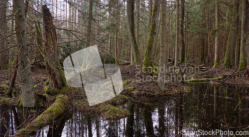 Image of Springtime alder-bog forest