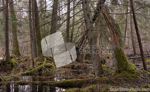 Image of Springtime alder-bog forest