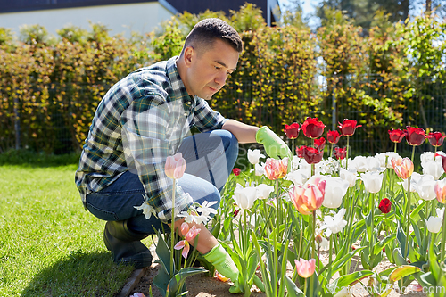 Image of middle-aged man taking care of flowers at garden