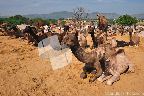 Image of Camels at Pushkar Mela Pushkar Camel Fair , India
