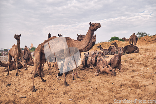 Image of Camels at Pushkar Mela Pushkar Camel Fair , India