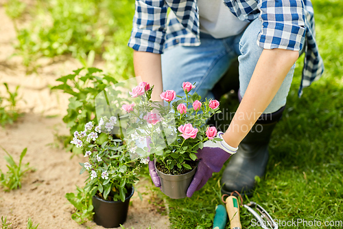 Image of woman planting rose flowers at summer garden