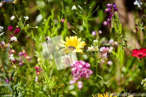 Image of beautiful field flowers in summer garden