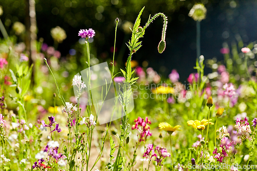 Image of beautiful field flowers in summer garden