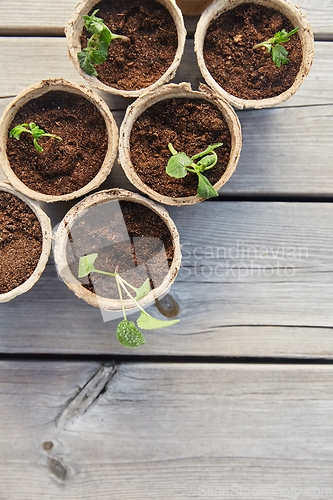 Image of seedlings in pots with soil on wooden background