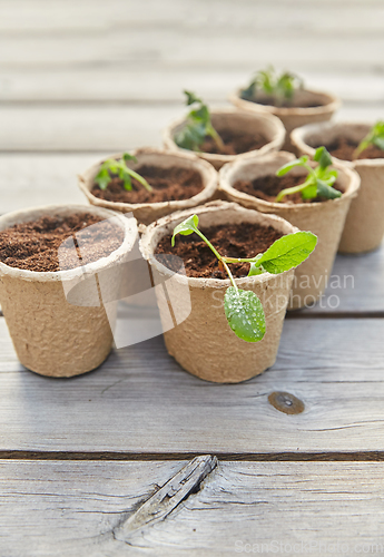 Image of seedlings in pots with soil on wooden background