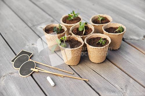 Image of seedlings in pots with soil on wooden background