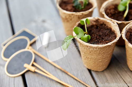 Image of seedlings in pots with soil on wooden background