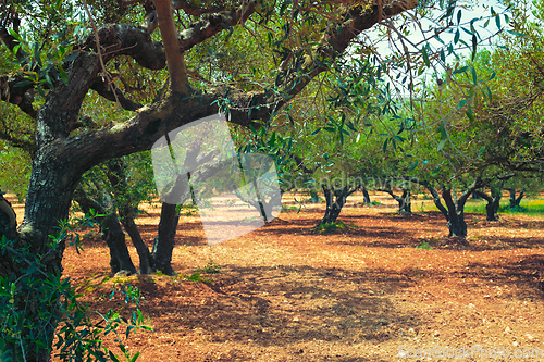 Image of Olive trees Olea europaea in Crete, Greece for olive oil production