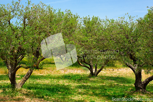 Image of Olive trees Olea europaea in Crete, Greece for olive oil production