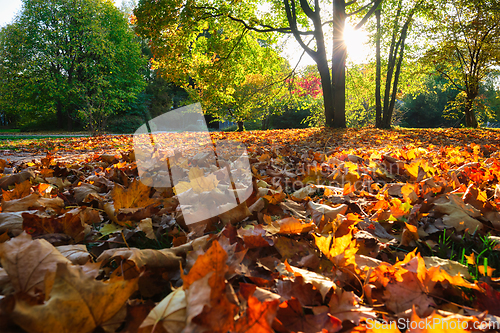 Image of Golden autumn fall October in famous Munich relax place - Englishgarten. Munchen, Bavaria, Germany