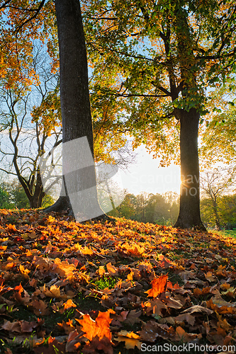 Image of Golden autumn fall October in famous Munich relax place - Englishgarten. Munchen, Bavaria, Germany