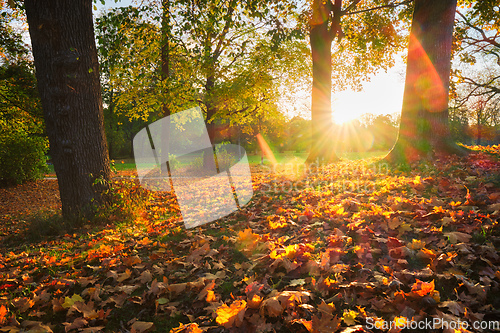 Image of Golden autumn fall October in famous Munich relax place - Englishgarten. Munchen, Bavaria, Germany