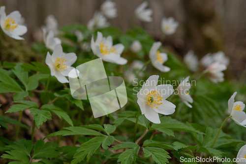 Image of Single flower of Windflower(Anemone nemorosa) closeup