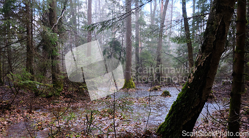 Image of Springtime alder-bog forest in rainfall