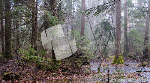 Image of Springtime alder-bog forest in rainfall