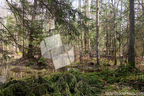 Image of Springtime alder-bog forest