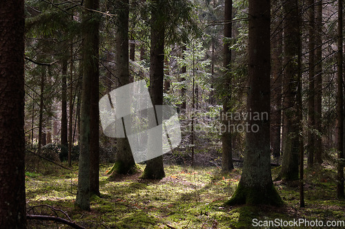 Image of Springtime coniferous forest tree stan in sun