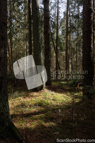 Image of Springtime coniferous forest tree stan in sun