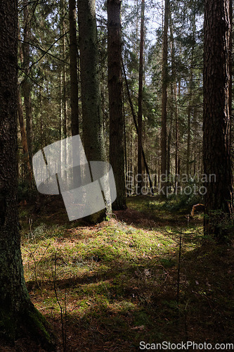 Image of Springtime coniferous forest tree stan in sun