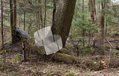 Image of Broken alder tree next to spruce