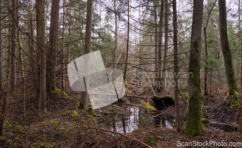 Image of Springtime alder-bog forest