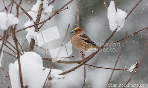 Image of Hawfinch (Coccothraustes coccothraustes) in snowfall