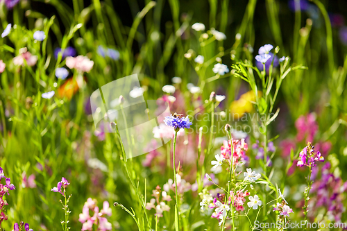 Image of beautiful field flowers in summer garden