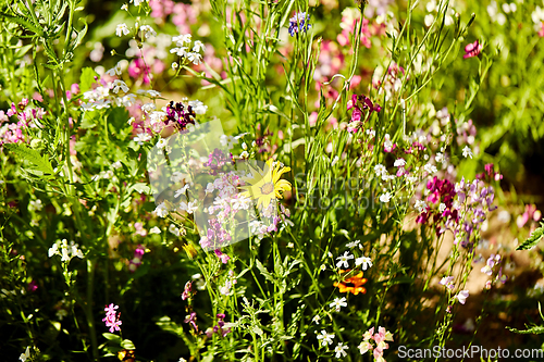 Image of beautiful field flowers in summer garden