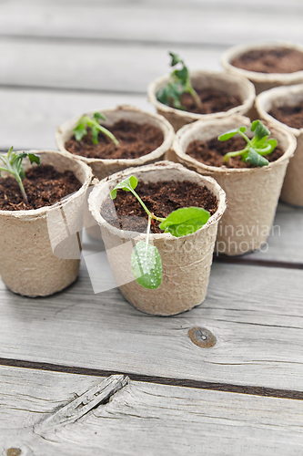 Image of seedlings in pots with soil on wooden background