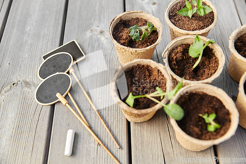 Image of seedlings in pots with soil on wooden background