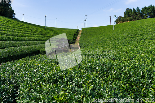 Image of Green Tea farm