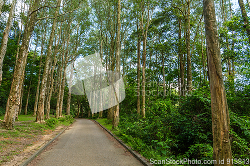 Image of Hiking trail in forest