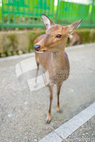 Image of Deer fawn portrait