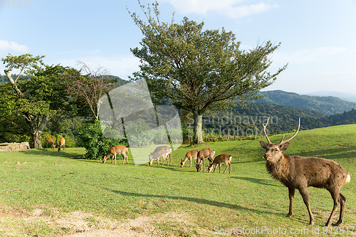 Image of Group of deer