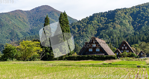Image of Organic rice field in the shirakawago village 