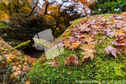 Image of Maple leaves in autumn