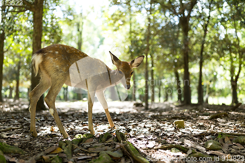 Image of Wild deer