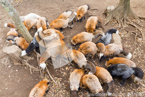 Image of Fox eating together