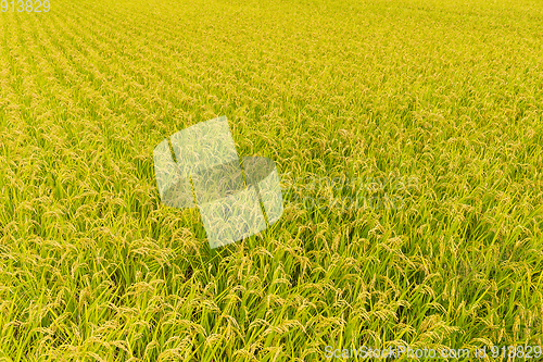 Image of Rice field